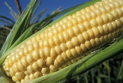 ear_of_corn